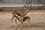 Genetic purging in captive endangered ungulates with extremely low effective population sizes