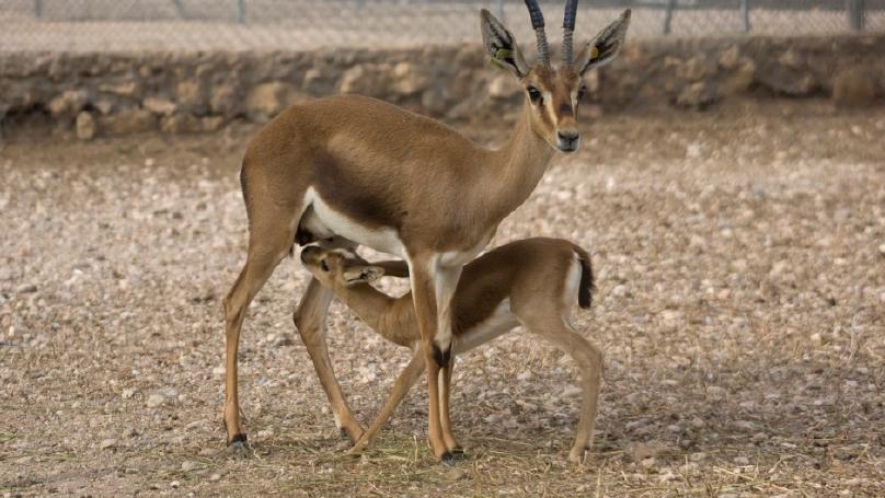 Genetic purging in captive endangered ungulates with extremely low effective population sizes
